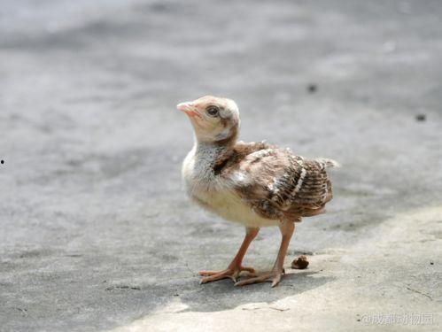 娱乐吃瓜小八哥是谁